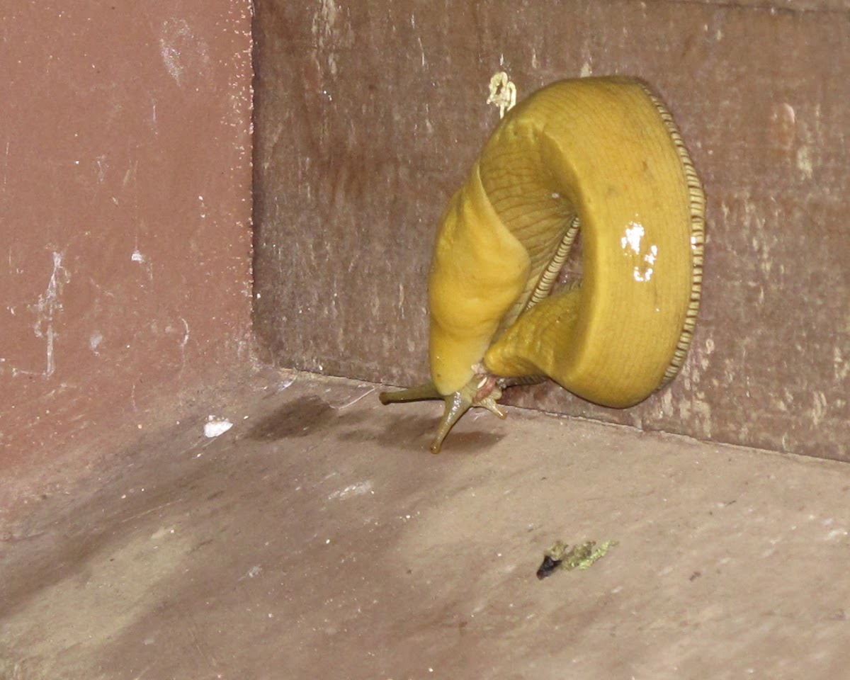 California Banana Slug