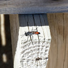 Astata Boops Wasp