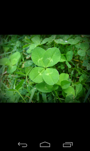 Fourleaf Clover