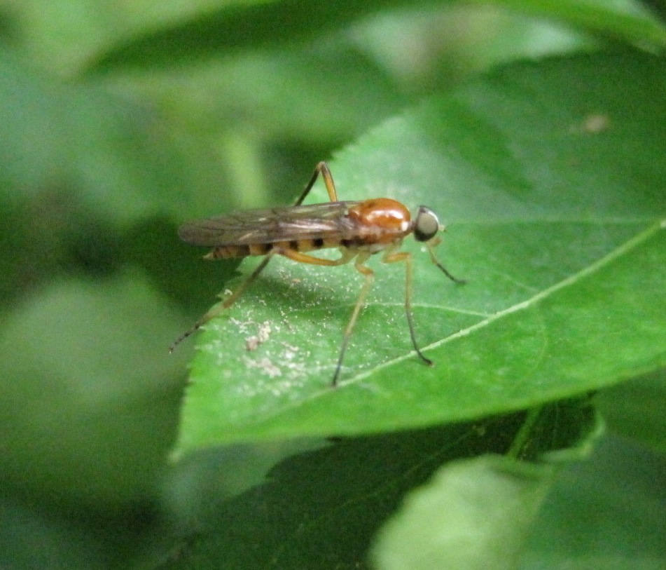 Xylophagid Fly, female
