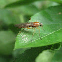 Xylophagid Fly, female