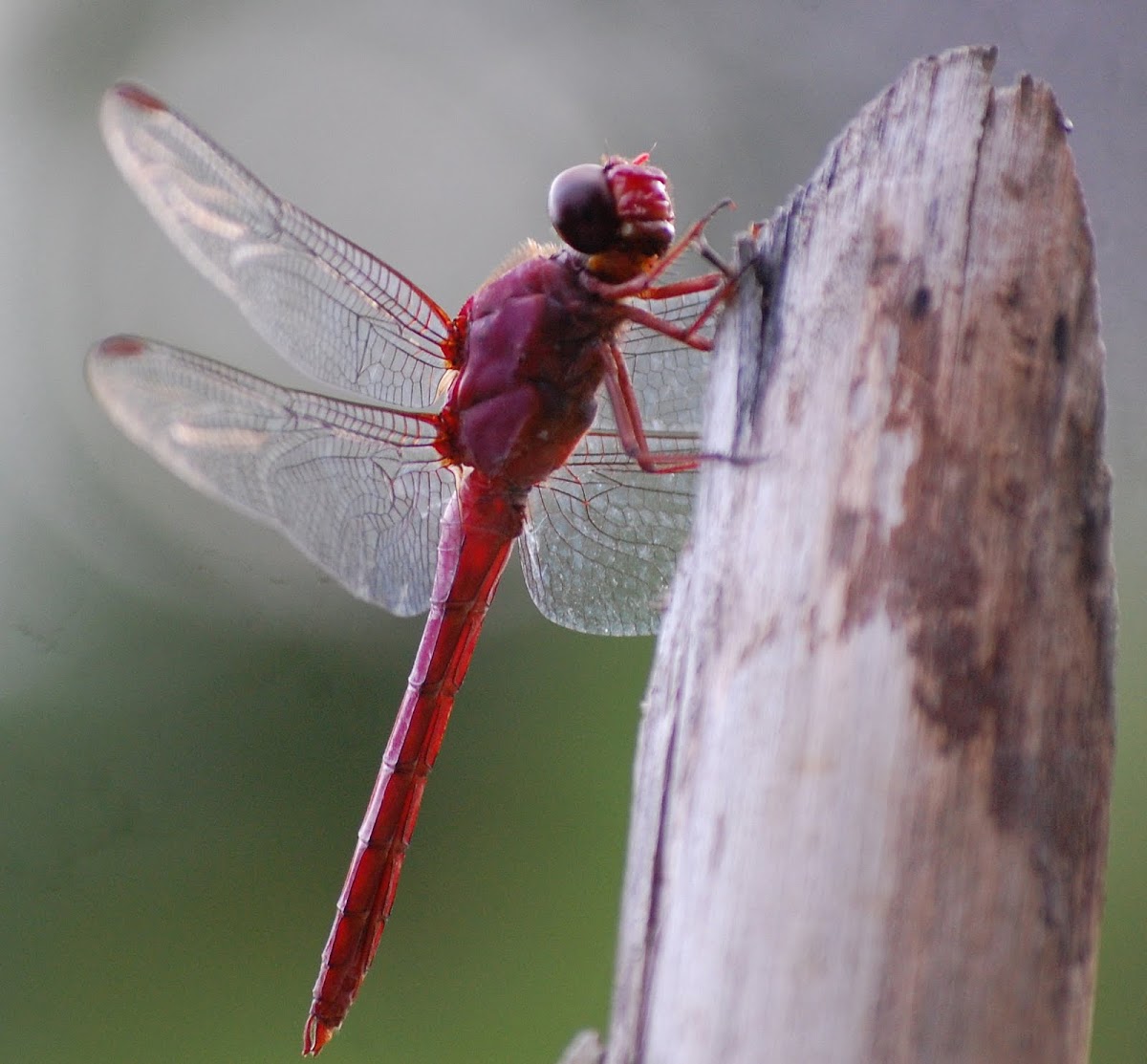 Scarlet dragonflies