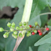 Pigeonberry      Rouge Plant