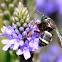 Cuckoo bee