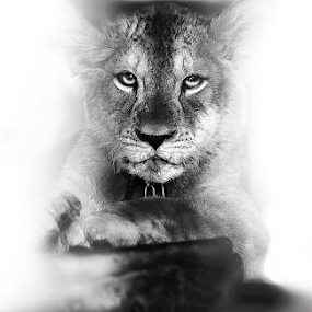 Seriously by Hussain AlTarouti - Animals Lions, Tigers & Big Cats