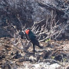 Frigate Bird