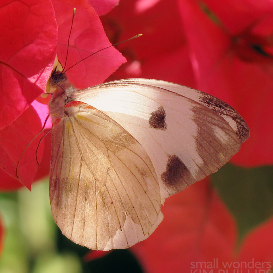Viardi White Butterfly - male