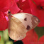 Viardi White Butterfly - male