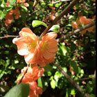 Flowering Quince / Japonica