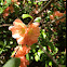 Flowering Quince / Japonica