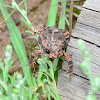 Sapo de la Meseta