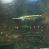 Longnose gar