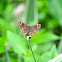 Calephalis Butterfly