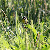 common yellowthroat