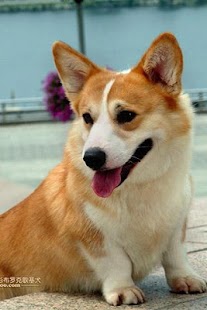 Free Pembroke Welsh Corgi Puzzle APK for Android