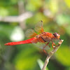 Neon Skimmer