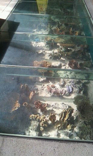 珊瑚展品