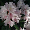 Rododendron