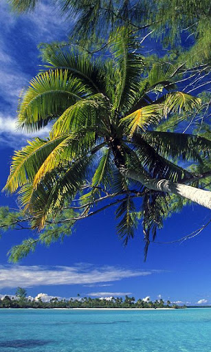 PALM TREE HD WALLPAPER