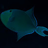 Redtoothed Triggerfish