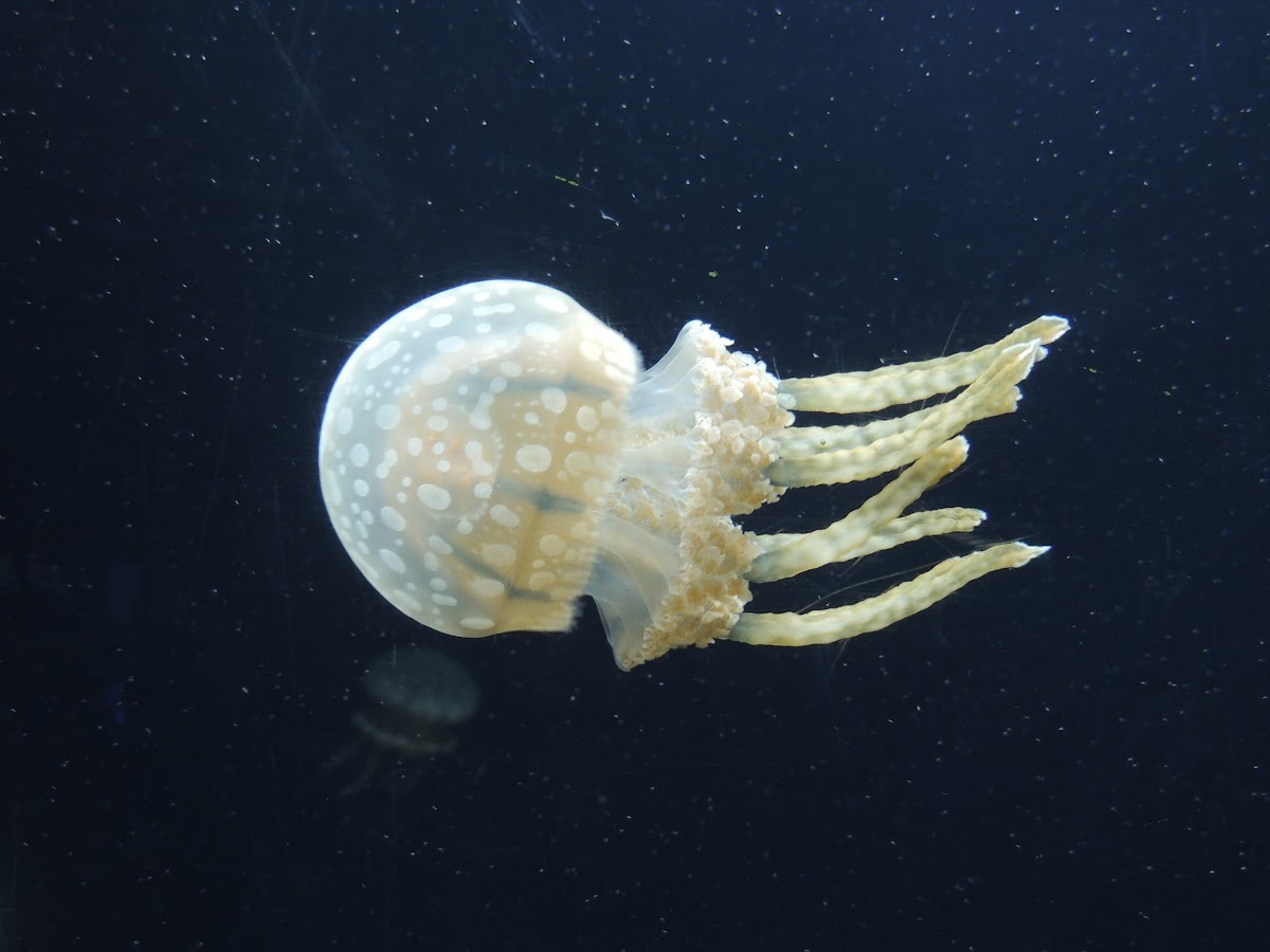 Spotted lagoon jelly