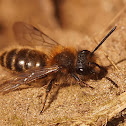 Andrena clarkella