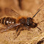 Andrena clarkella