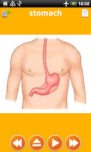 How to install Human Body Anatomy for Kids 2 1.01 apk for pc