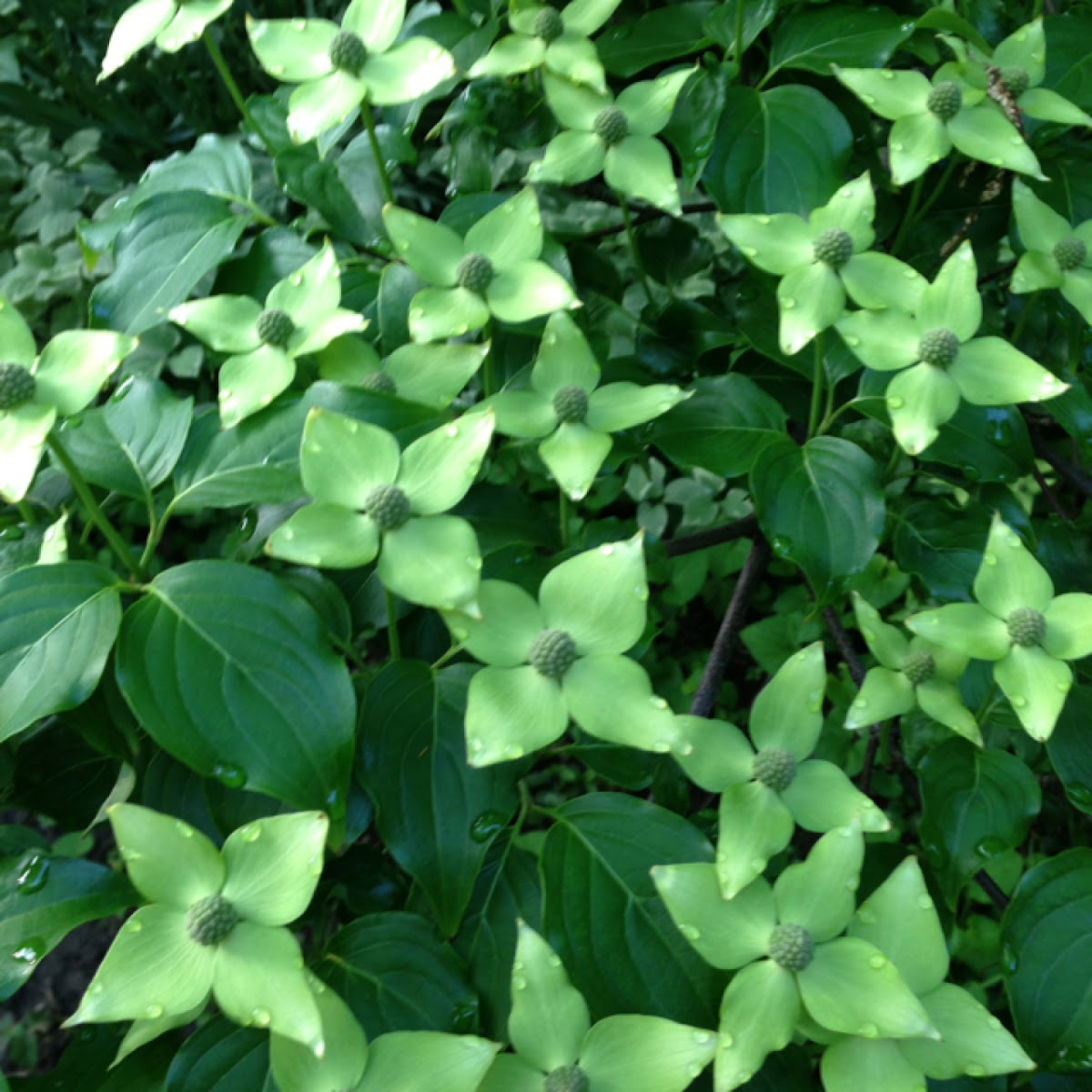 Kousa Dogwood Project Noah