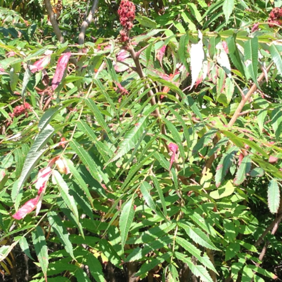 Sumac