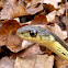 Eastern Garter Snake