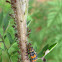 Convergent Lady Beetle larva
