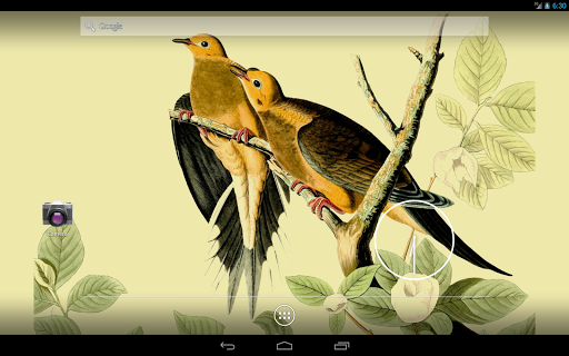 【免費攝影App】Audubon's Birds of America V02-APP點子