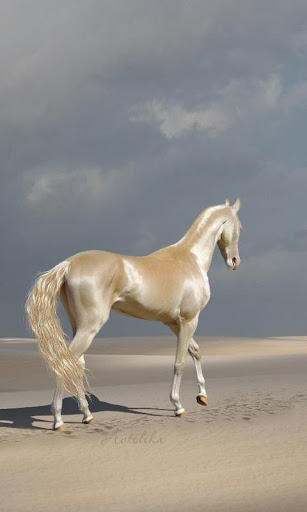 Best Horse Wallpapers