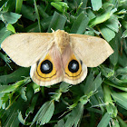 IO Moth (Female)