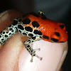 Red-backed Poison Dart Frog