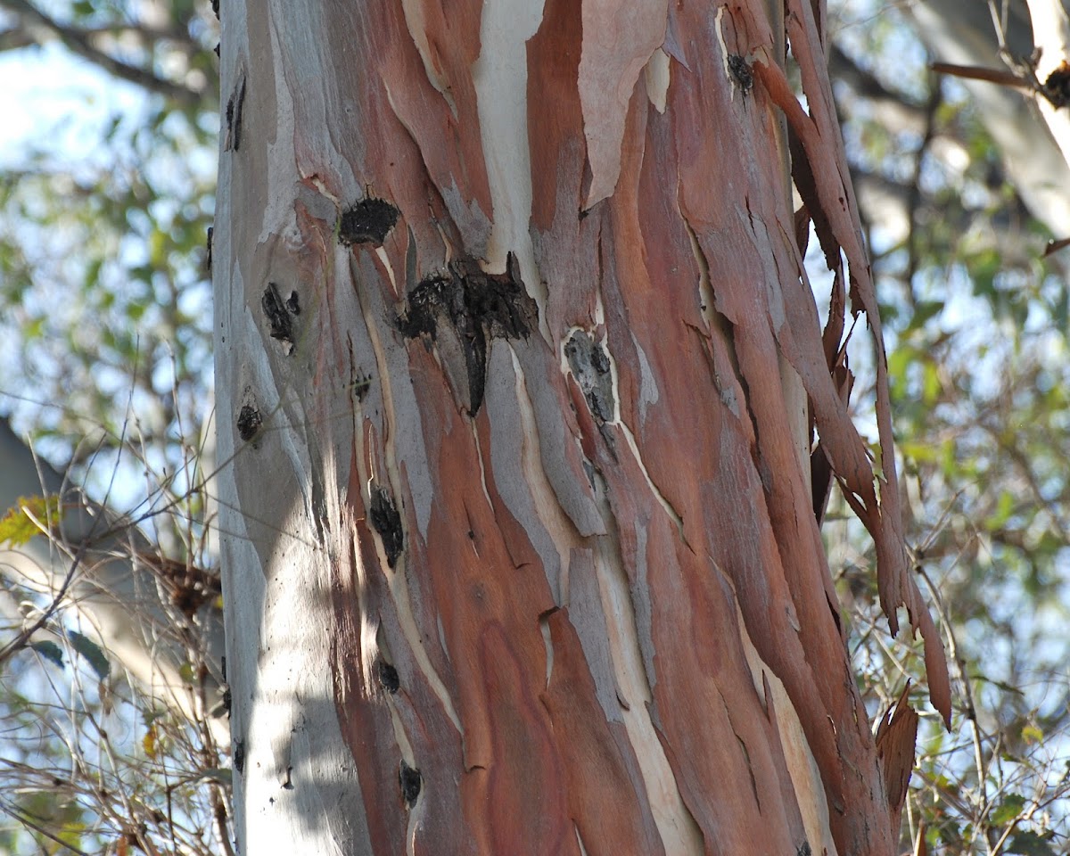 Woodpecker holes