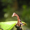 Prominent moth caterpillar