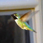 Annas Hummingbird