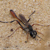Sand Digger Wasp
