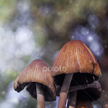 Mushrooms by Dragana Trajkovic -  