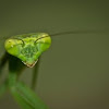 mantis