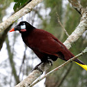 Montezuma Oropendola