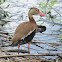 Northern Black-bellied Whistling Duck