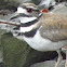 Killdeer