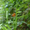 Colourful Asian Orchard spider