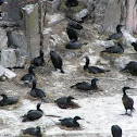 Brandt's cormorant