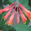 Coral Honeysuckle