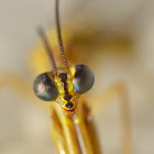 Mantis fly