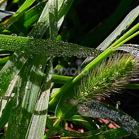Early Morning Dew by Casey Bruner Sloan - Nature Up Close Leaves & Grasses